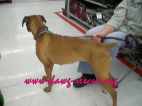 "Zoe" Wigglin and Waggin at Our Dawg Show...