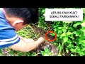 BOCAH SD MANCING BELUT BESAR ANAK AYAH JAGO NGUREK