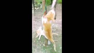 Download lagu ○ kucing lomba panjat pinang..hadiah ikan lele mp3