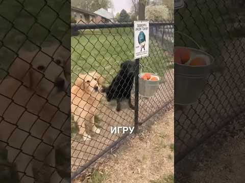 Кидать мячики пёсикам 🥰 #истории #история #новости #новость #shorts