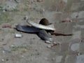 Mongoose vs snake fight on Road most shocking ...