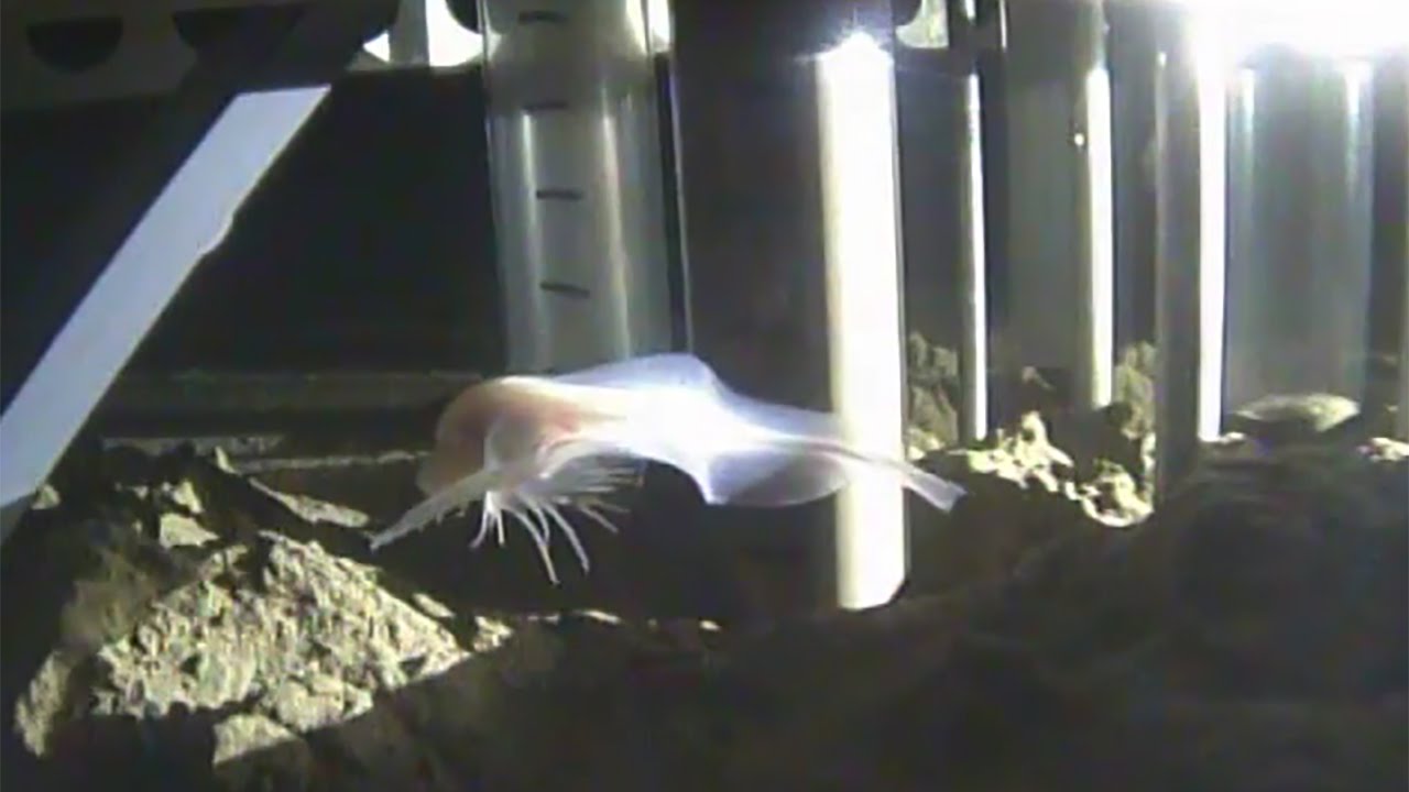 Deepest fish ever recorded in the Mariana Trench