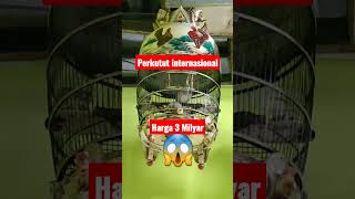 Download lagu perkutut Juara Harga 3 Milyar || suara sebagus ini pantes harganya mahal mp3