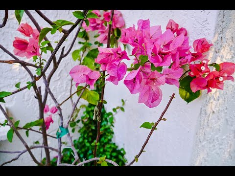 image-Should I cut back bougainvillea in the winter?