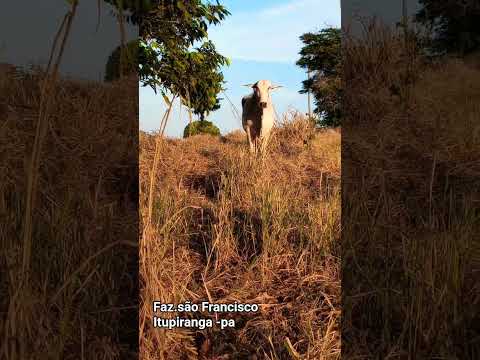 #fazenda #itupiranga #para #brasil