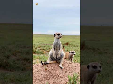 Meerkat sound