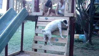 preview picture of video 'Dog that likes slide/Cachorro que gosta de escorregador'
