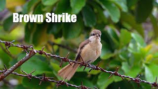 Download lagu Suara Burung Shrike Cokelat 4k 60p mp3