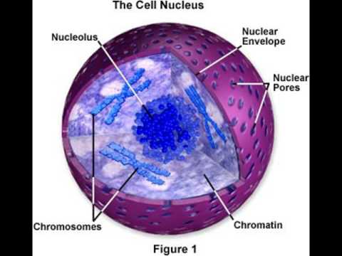 The Nucleus Song
