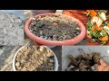 Good quality compost making at home using kitchen wastes/step by step guidelines