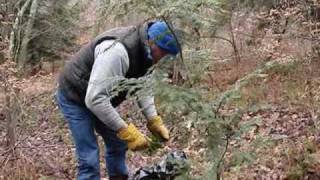 preview picture of video 'Picking Groundpine in Potter Co'