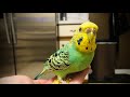 Lola's Budgie Dance Party