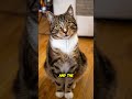 Why Does My Cat Get Car Sick And How To Help
