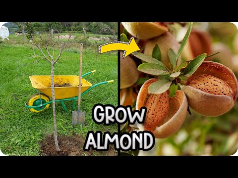 Grow Your Own Almond Tree: Planting and Care Guide
