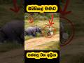 Elephant Attack🫣 Shortvideo Shorts Elephant Attack Youtube Tiktok Elephant Viralvideo Fight