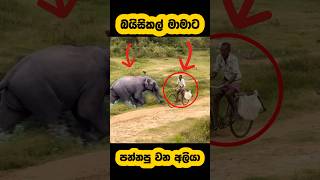 Download lagu Elephant attack🫣#shortvideo #shorts #elephant #attack #youtube #tiktok #elephant #viralvideo #fight mp3 Download lagu Elephant attack🫣#shortvideo #shorts #elephant #attack #youtube #tiktok #elephant #viralvideo #fight mp3