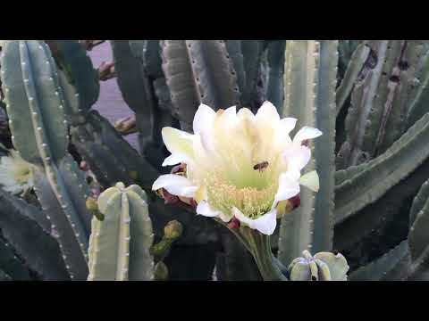 Bee in Cactus Flower
