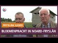 REPO: Vogelweiland zorgt voor bloemenpracht in Noard-Fryslân