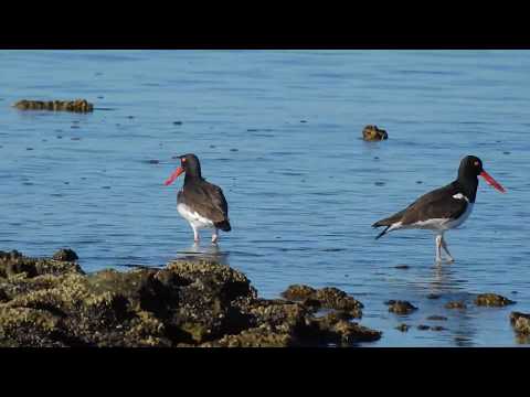 Haematopus palliatus / Ostrero Común / American Oystercatcher