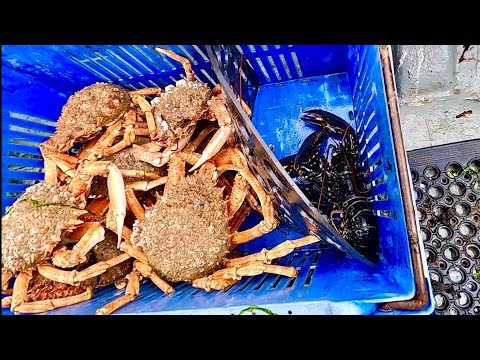 THE BIG SPIDER CRABS ARE HERE ! Lobster & Crab Fishing