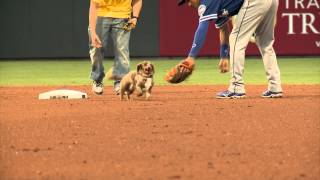 EP Chihuahuas Wiener Dog Race