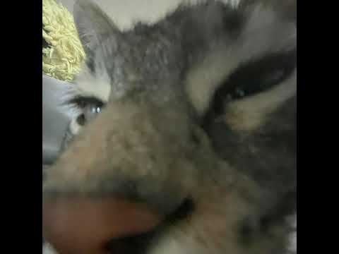 mc vv - eu to livre da vagaba [sped up]