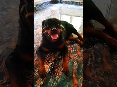 #rottweiler #dog #like #youtube #trending #viral #youtube #shorts