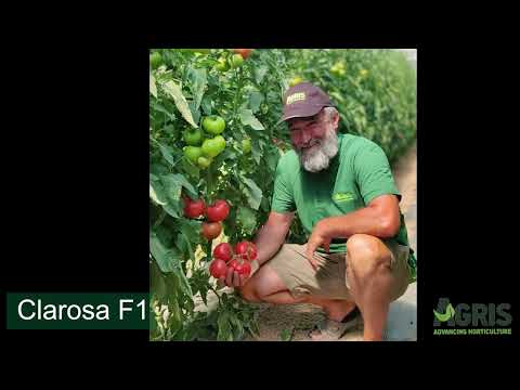 Clarosa F1 - Cultura de tomate roz în jud. Bihor, loc. Tarcaia, la domnul Bunta Francisc