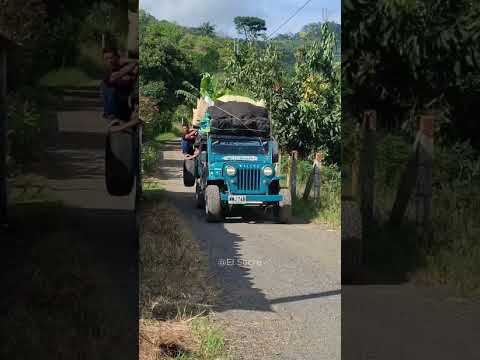 El poder del Willis en Cardinales, Balboa Risaralda 🇨🇴