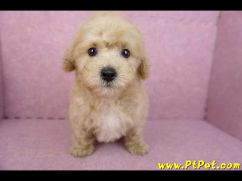 06/25馬爾泰迪公幼犬