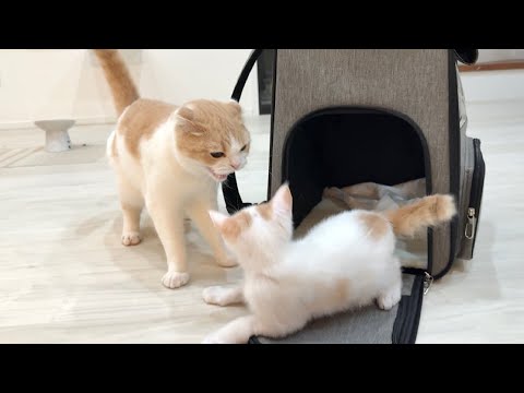 可愛がってた子猫が病院から帰ってきたら温厚な先輩猫がまさかのこうなっちゃいました…