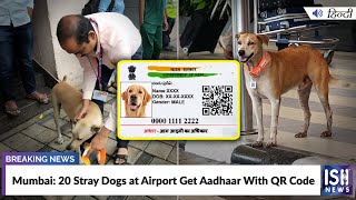 Mumbai: 20 Stray Dogs at Airport Get Aadhaar With QR Code