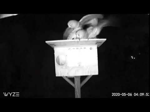 oof4 - Owl flies in to camera and chaos erupts