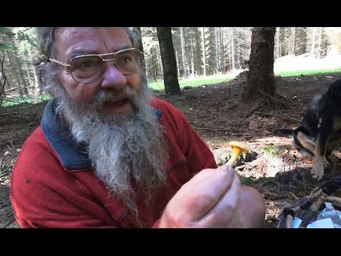 Chanterelles - Mushrooms Expert, Sten Larris/  Djursland, Denmark.