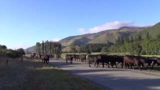 preview picture of video '2013年元月旅遊紐西蘭南島巧遇牛、羊群逛大街'