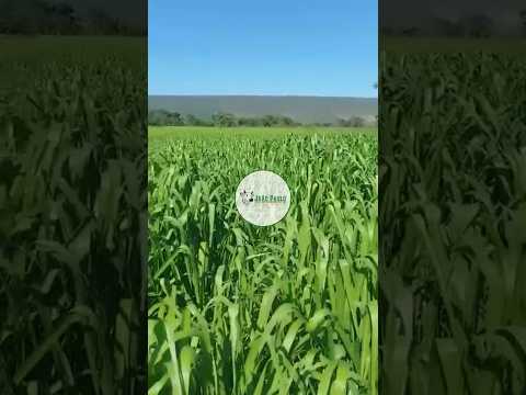 FAZENDA A VENDA ARINOS-MG - 1.050 HECTARES - ESTRUTURA MONTADA