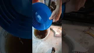 Nugget Hunt (cleanout) Live! #gold #goldmining #goldpanning #goldprospecting