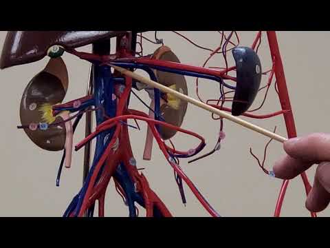 Professor Long 2402 Lab Wireman Veins