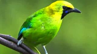Download lagu Download Suara Burung Cucak Rante Masteran Variasi 1 MP311 mp3 Download lagu Download Suara Burung Cucak Rante Masteran Variasi 1 MP311 mp3