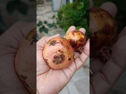ROMÃ MUITO BOA #romã # #plantas #jardim #ceará #frutafresca #sitio #quintal