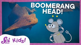 The Ancient Animal With a Boomerang Head! | SciShow Kids