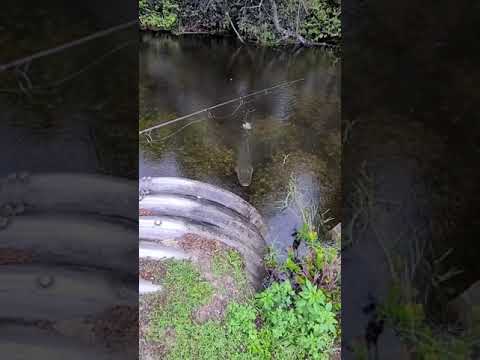 Woman Backs Out Scared as She Notices Alligator Stalking From Underwater While Fishing - 1217356