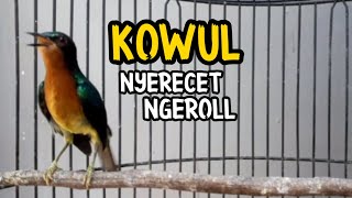 Download lagu kolibri wulung gacor nyrecet ngerol bagus untuk ma... mp3