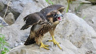 PEREGRINE FALCON FLEDGLING CLOSEUP SCREAMING FOR MOM