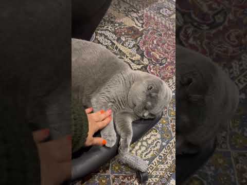 Noverre #cute #cat #scotish #scotishfold #اسکاتیش #گربه #funny #comedy