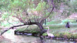 preview picture of video 'Crofton Wildlife at the Pond by D.P.Mitchell'
