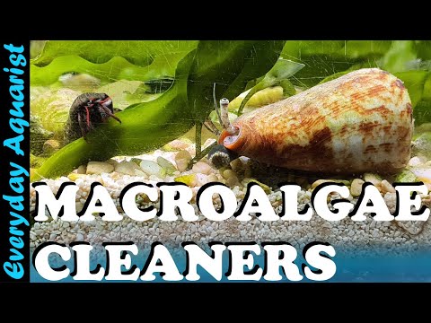 Best Cleanup Crew For Macroalgae Saltwater Planted Reef
