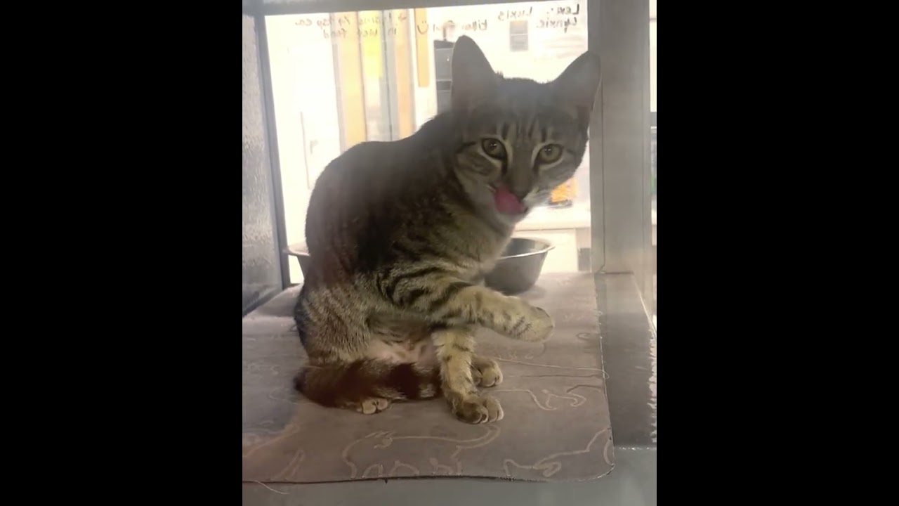Enlarge Lynxie, a ADOPTABLE Domestic Short Hair in Beaufort, SC video 5/6