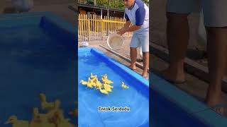 Download lagu Untuk menunjang pertumbuhan anakan entok lakukan hal ini mp3