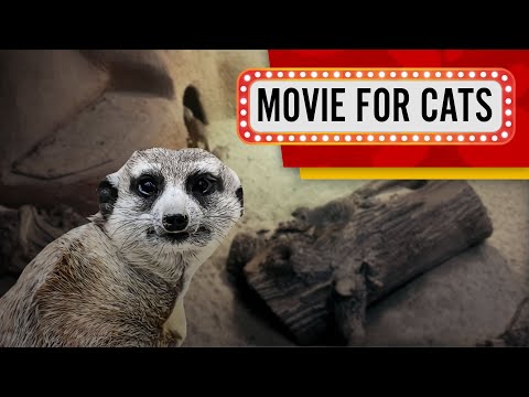 Meerkat family (Movie for cats) 1 hour